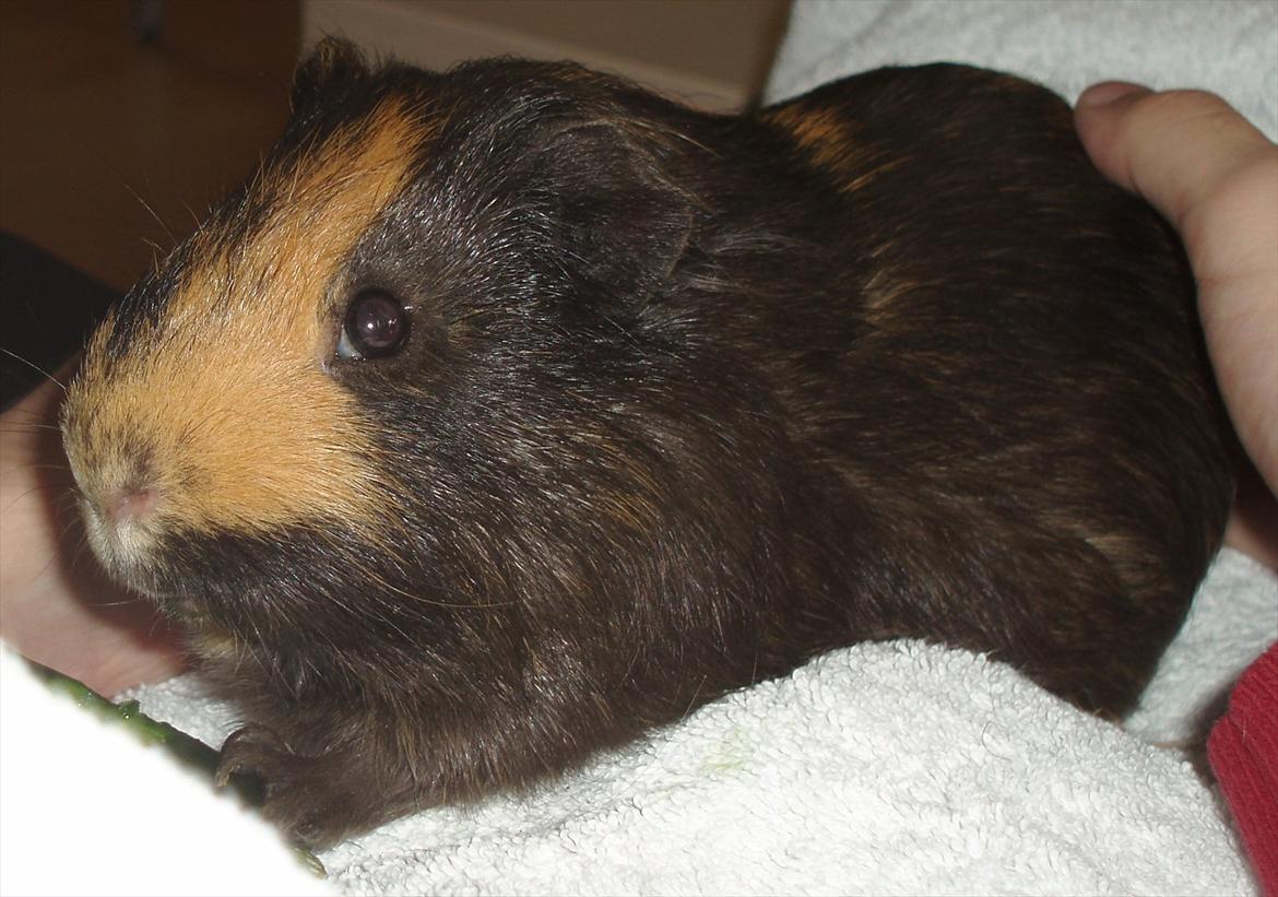 Marsvin Gucci / Alm. glathår billede 14