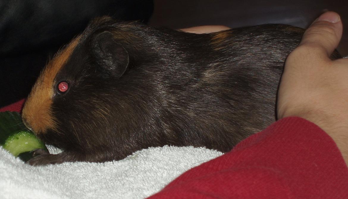 Marsvin Gucci / Alm. glathår billede 15