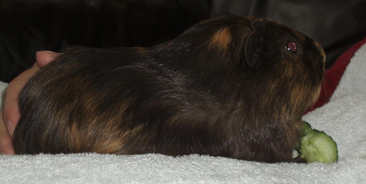 Marsvin Gucci / Alm. glathår billede 9