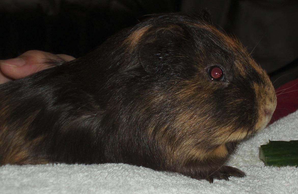 Marsvin Gucci / Alm. glathår billede 11