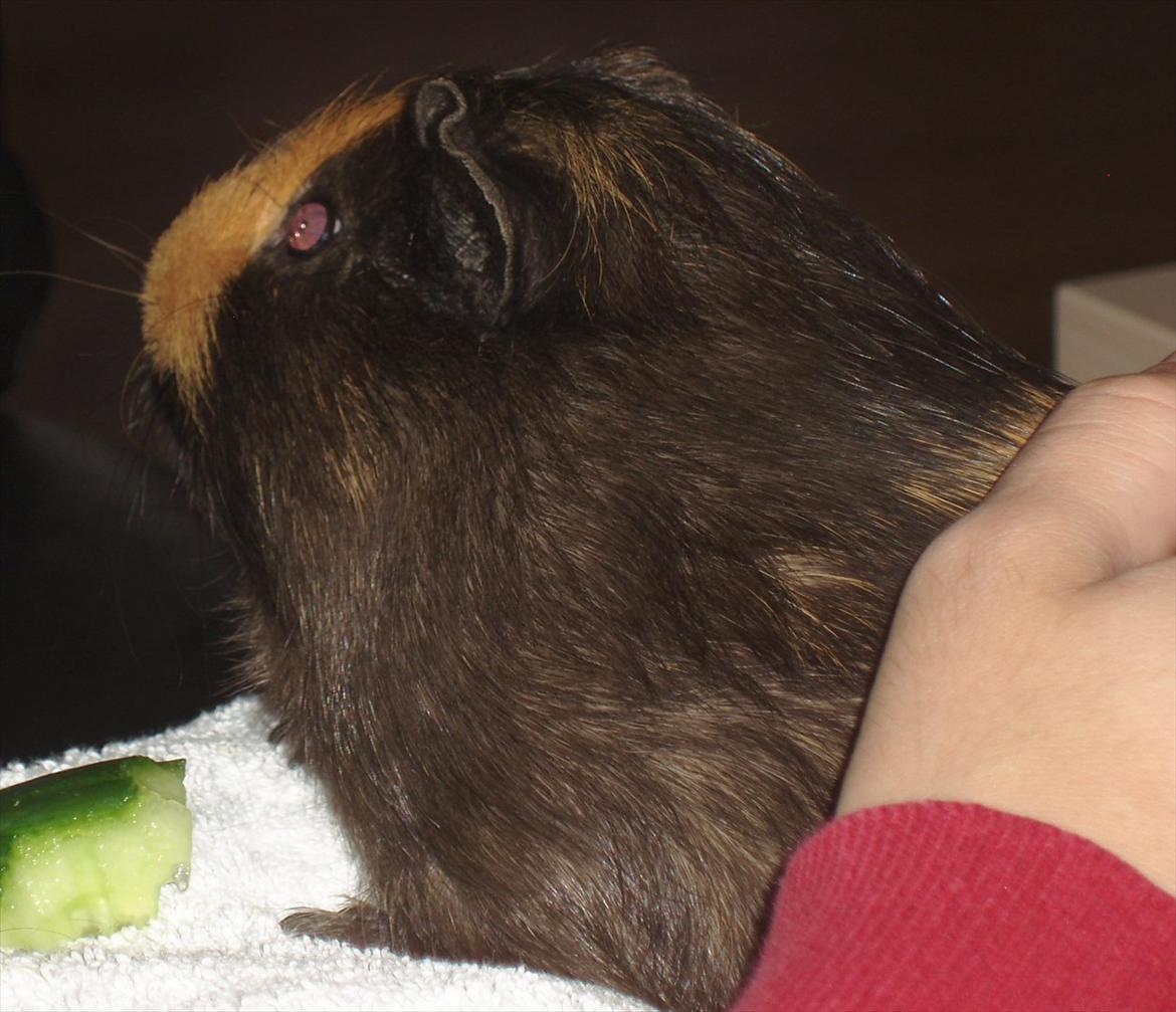 Marsvin Gucci / Alm. glathår billede 16