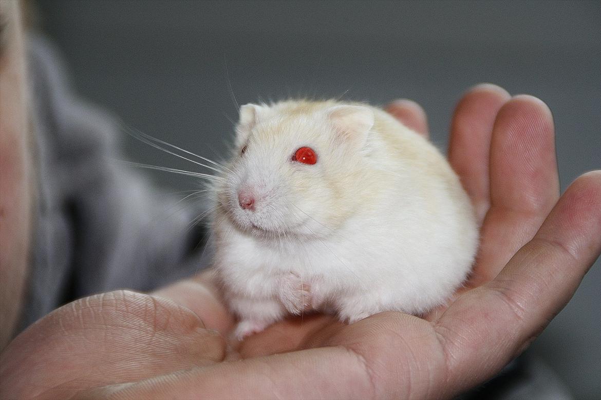 Dværghamster Shakespeares Romeo billede 2