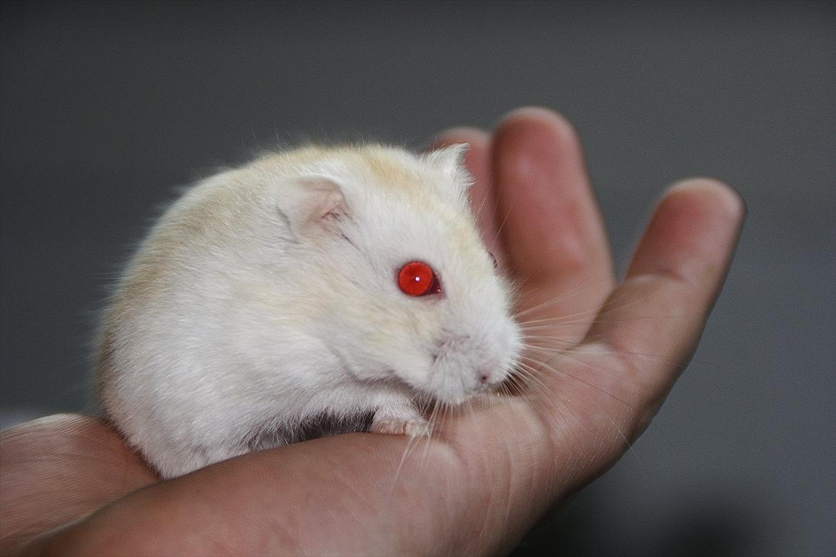 Dværghamster Shakespeares Romeo billede 13