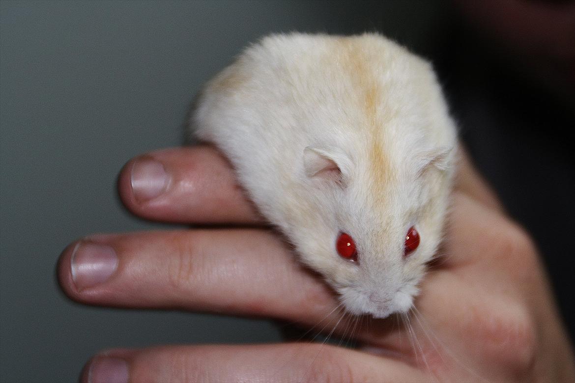 Dværghamster Shakespeares Romeo billede 12