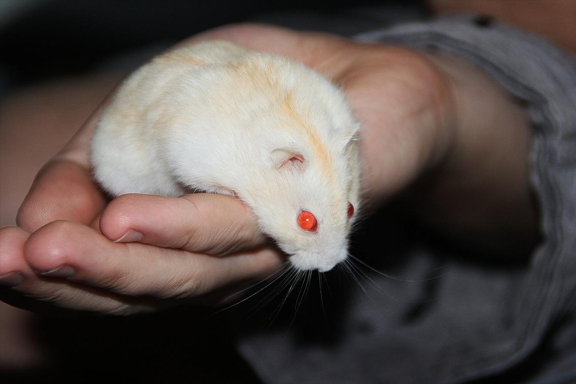 Dværghamster Shakespeares Romeo billede 8