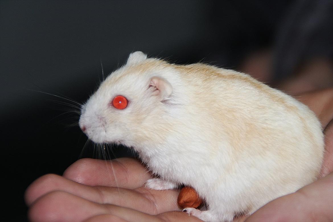 Dværghamster Shakespeares Romeo billede 5