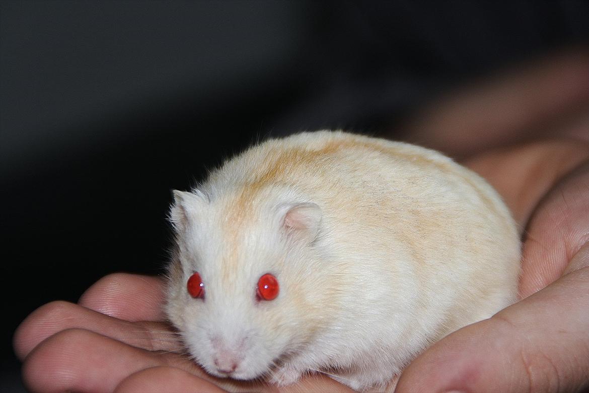 Dværghamster Shakespeares Romeo billede 6