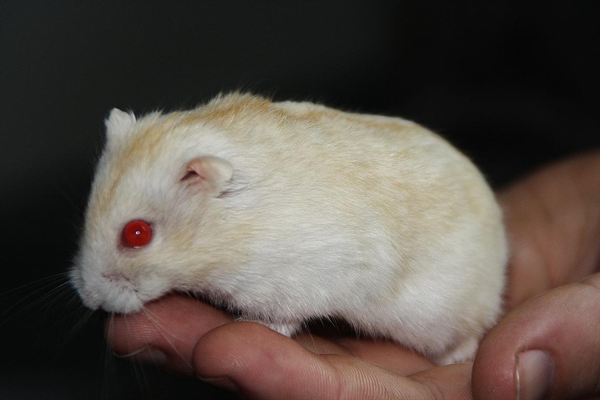 Dværghamster Shakespeares Romeo billede 14