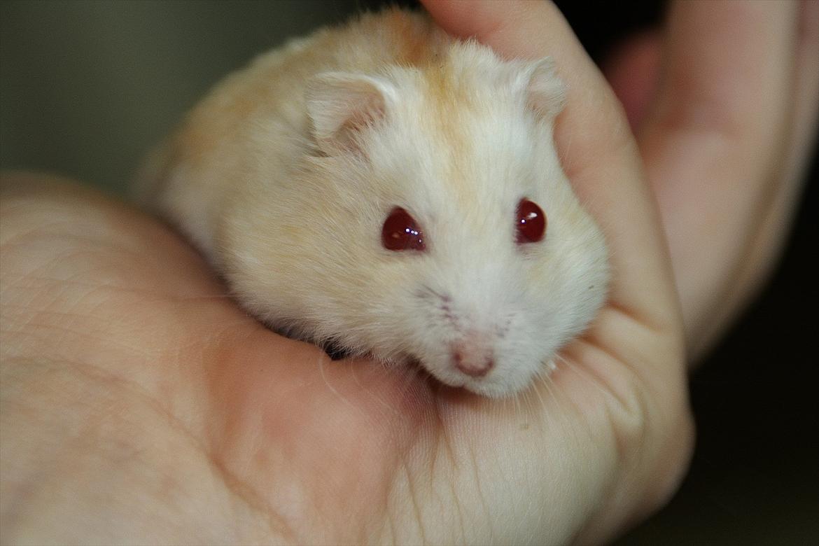 Dværghamster Shakespeares Romeo billede 11