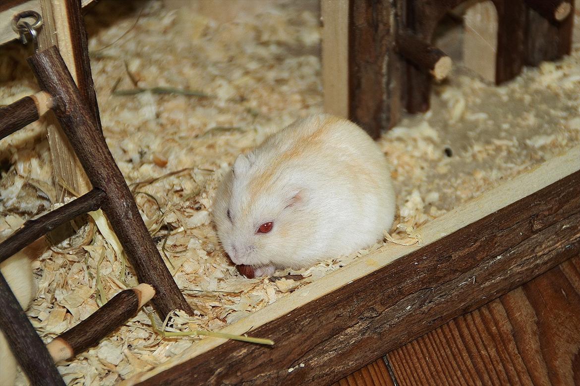 Dværghamster Shakespeares Romeo billede 4