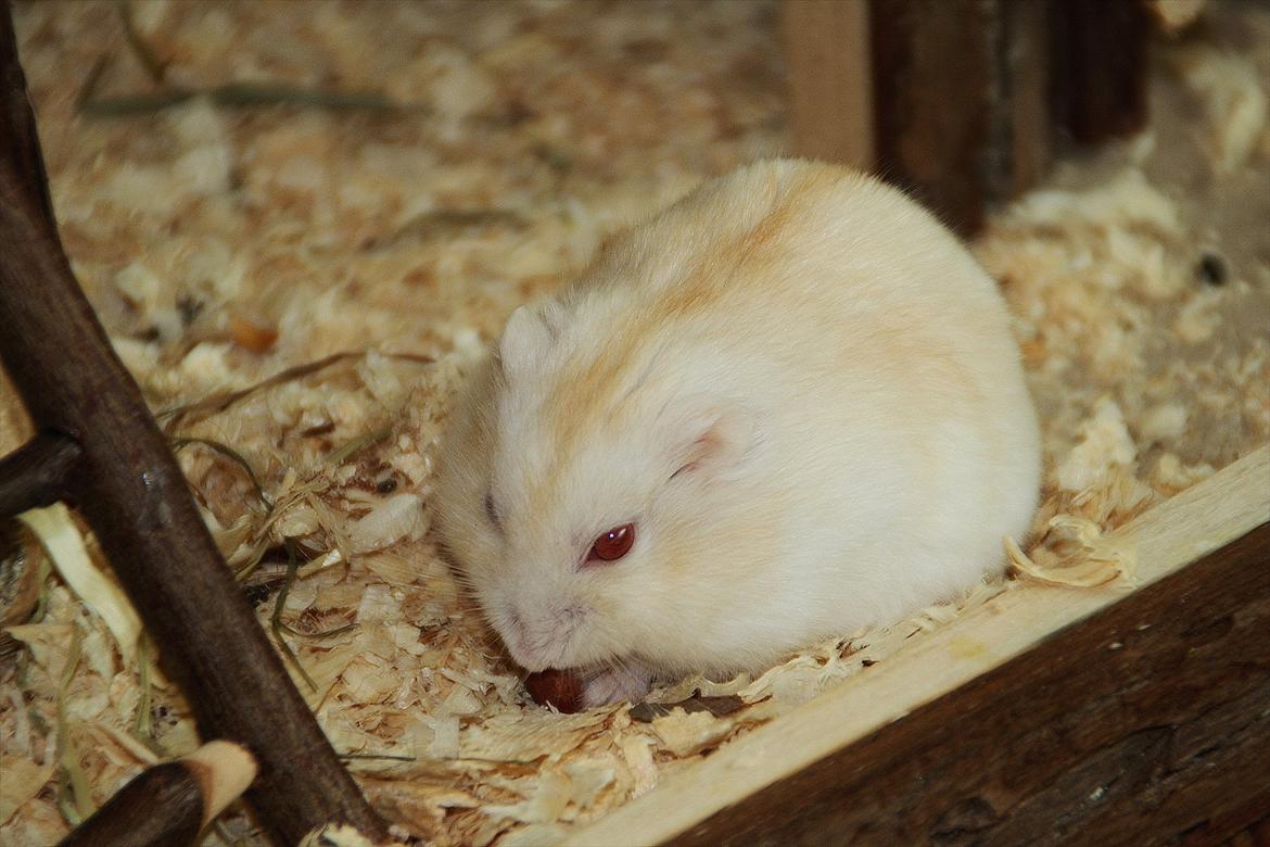 Dværghamster Shakespeares Romeo billede 9