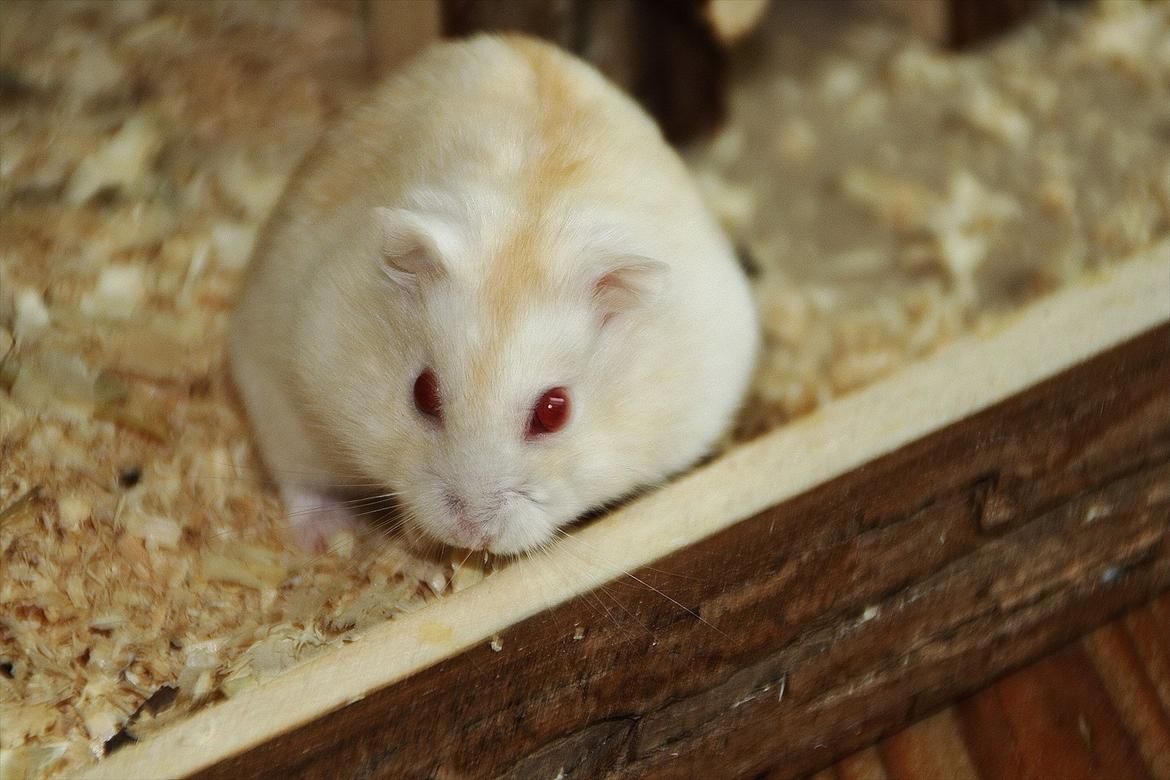 Dværghamster Shakespeares Romeo billede 15