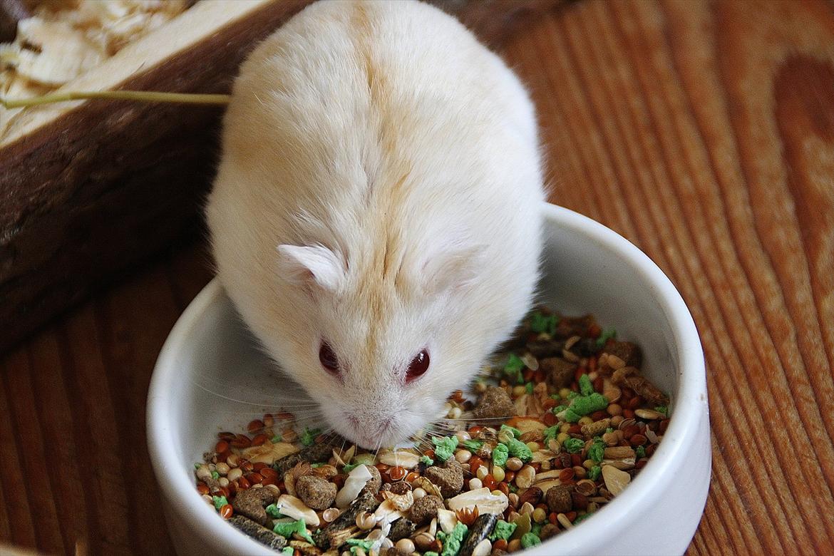 Dværghamster Shakespeares Romeo billede 10