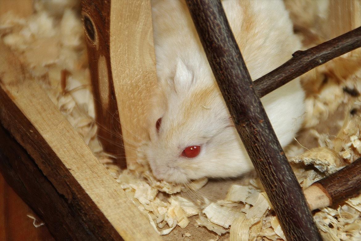 Dværghamster Shakespeares Romeo billede 7