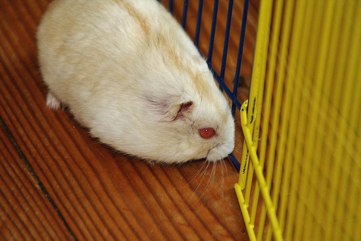 Dværghamster Shakespeares Romeo billede 16