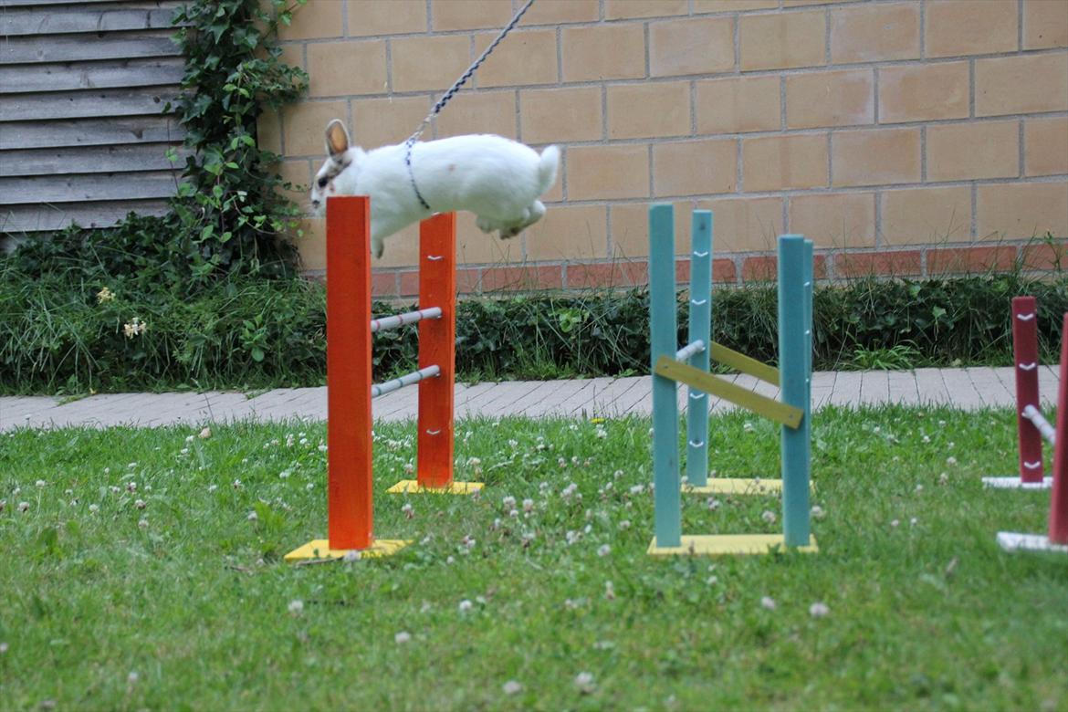 Kanin Freddie - Flyvende Freddie billede 4