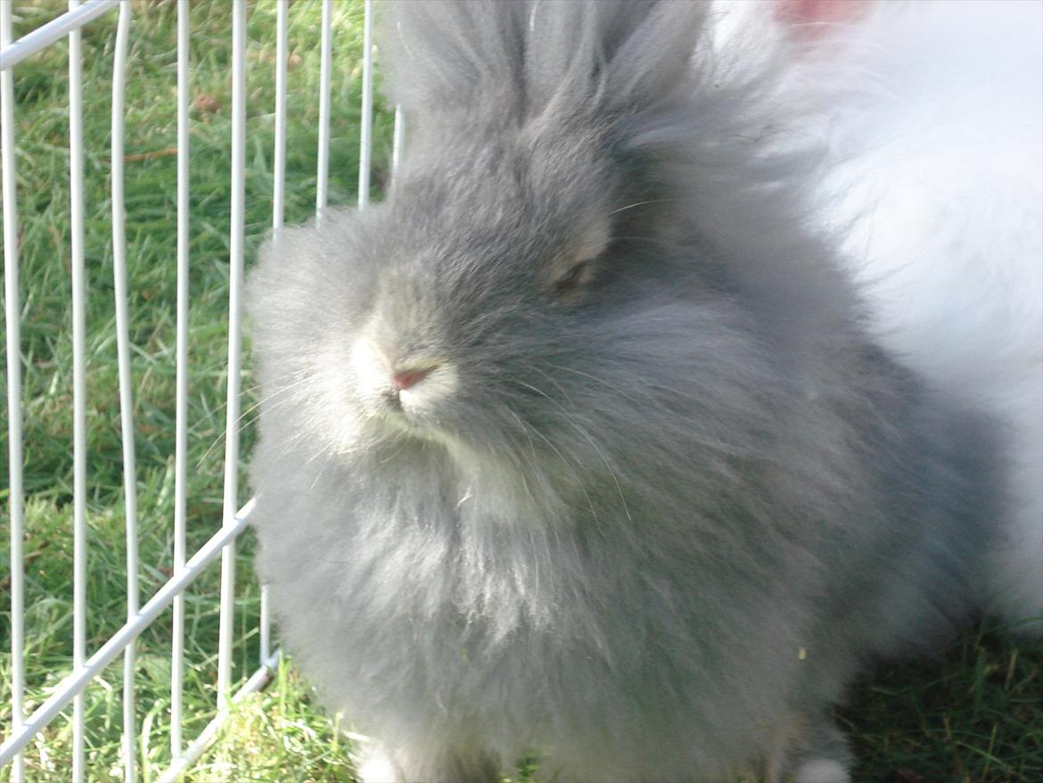 Kanin Agnes  billede 13