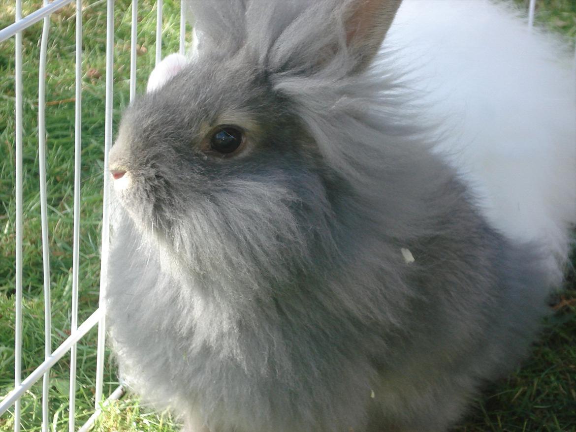 Kanin Agnes  billede 14