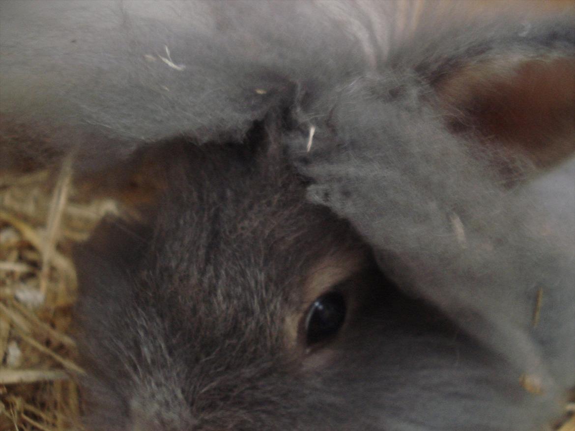 Kanin Agnes  billede 15