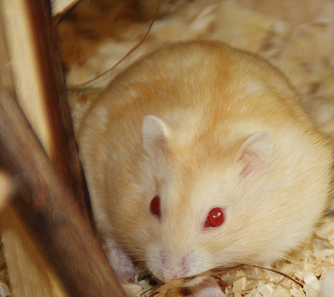 Dværghamster Shakespeares Juliet billede 1