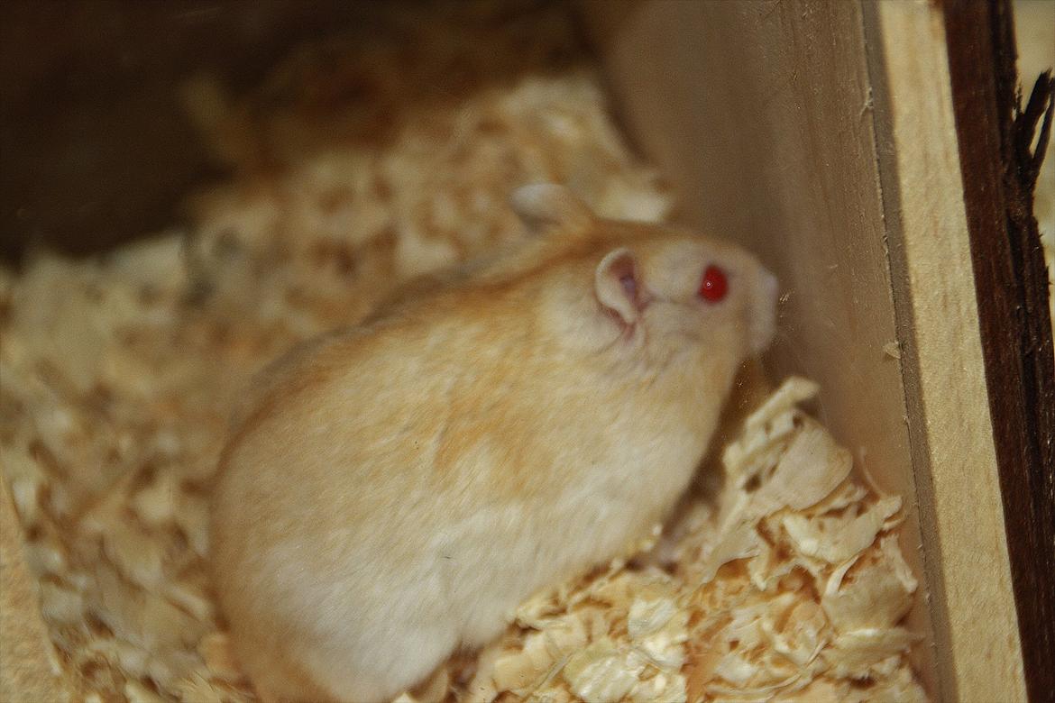 Dværghamster Shakespeares Juliet billede 3