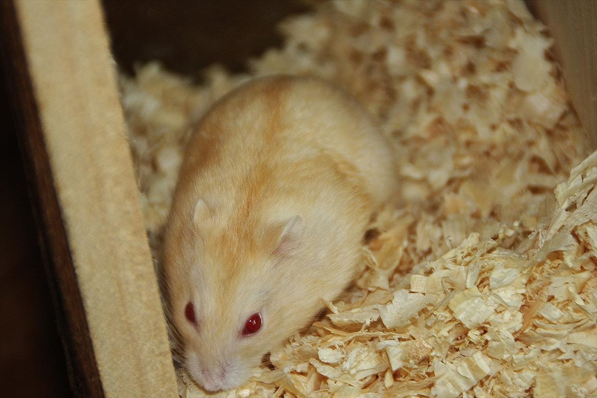 Dværghamster Shakespeares Juliet billede 4