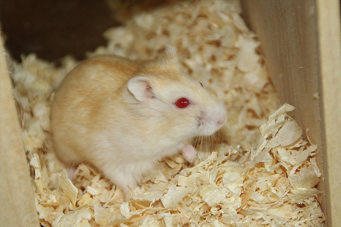 Dværghamster Shakespeares Juliet billede 13