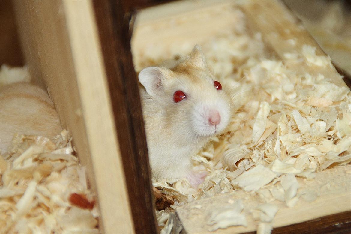 Dværghamster Shakespeares Juliet billede 5