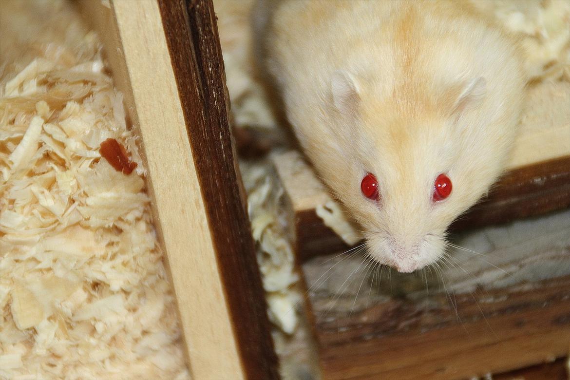 Dværghamster Shakespeares Juliet billede 6