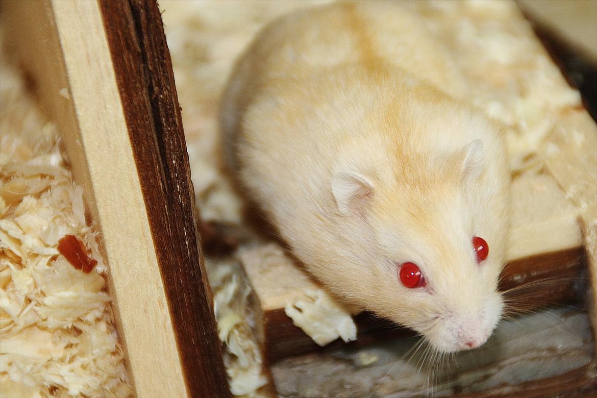 Dværghamster Shakespeares Juliet billede 7