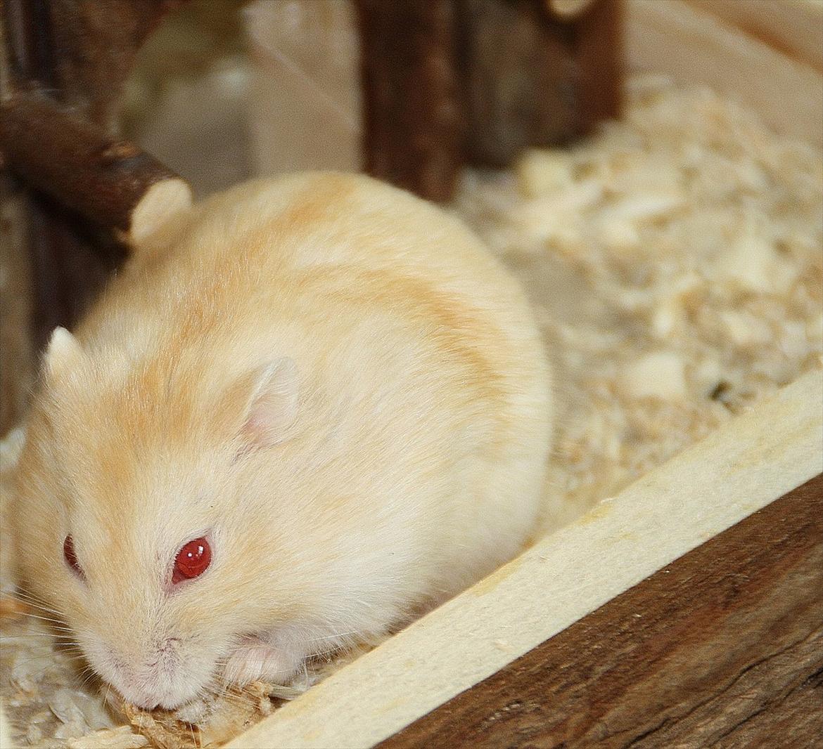 Dværghamster Shakespeares Juliet billede 9