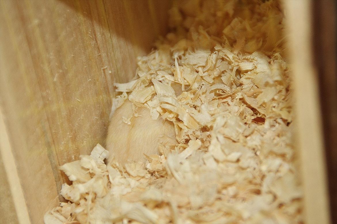 Dværghamster Shakespeares Juliet billede 10