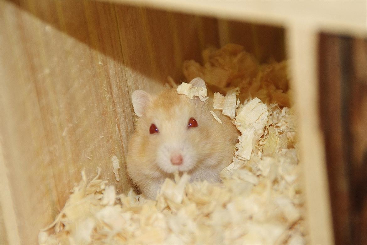 Dværghamster Shakespeares Juliet billede 12