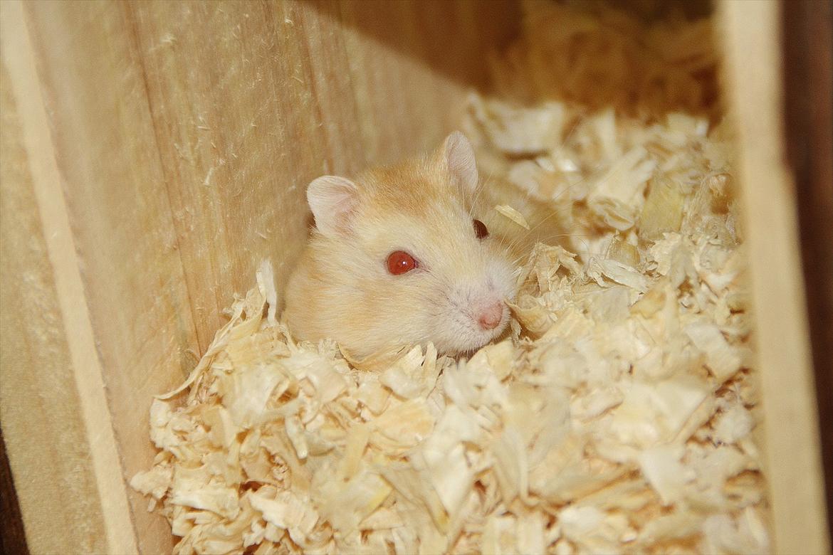 Dværghamster Shakespeares Juliet billede 17