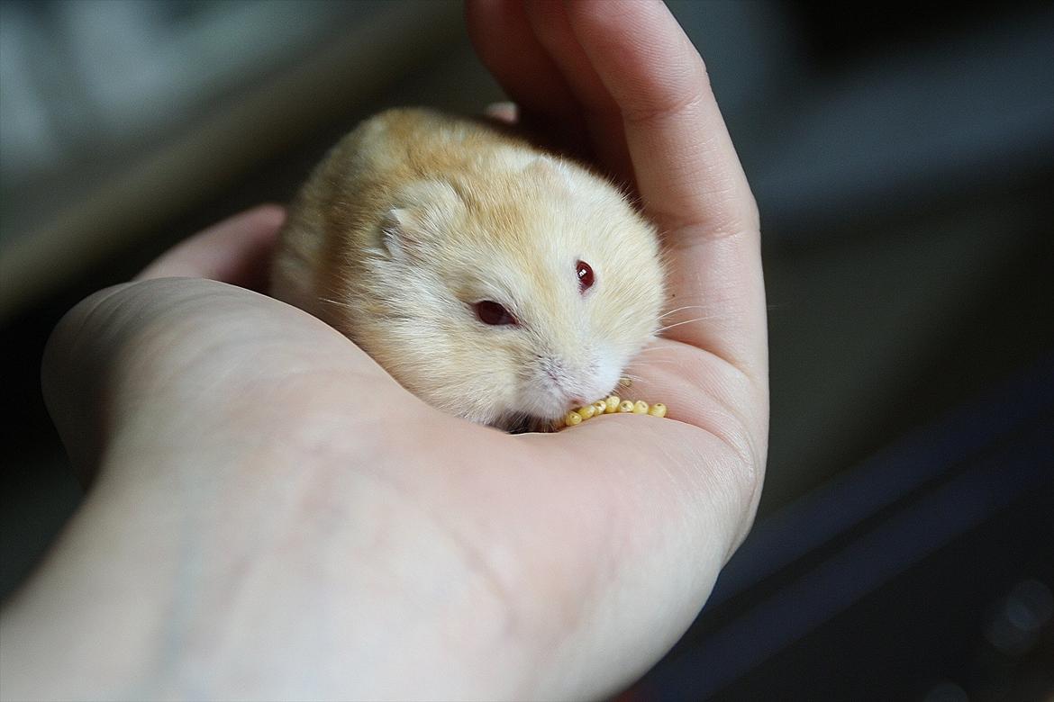 Dværghamster Shakespeares Juliet billede 14