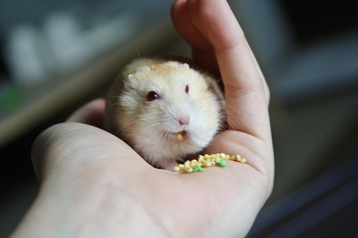 Dværghamster Shakespeares Juliet billede 15