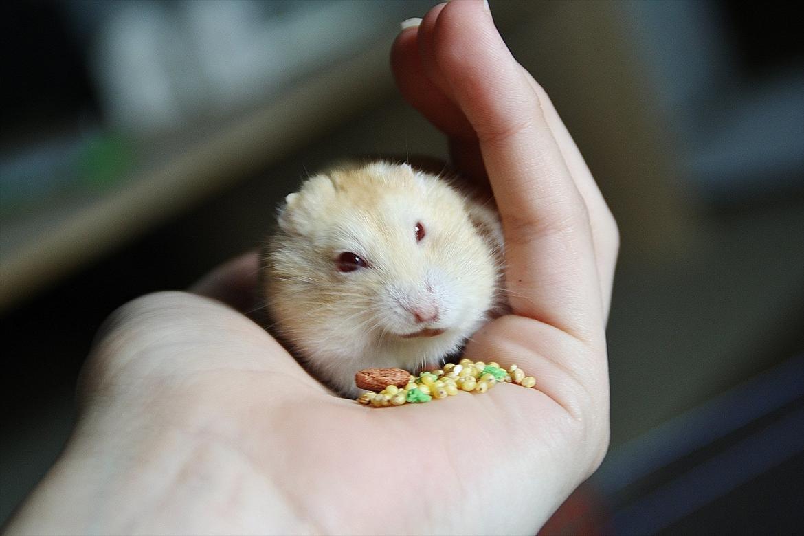 Dværghamster Shakespeares Juliet billede 2