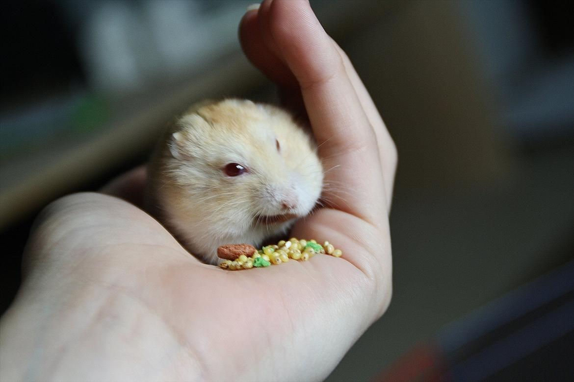 Dværghamster Shakespeares Juliet billede 8