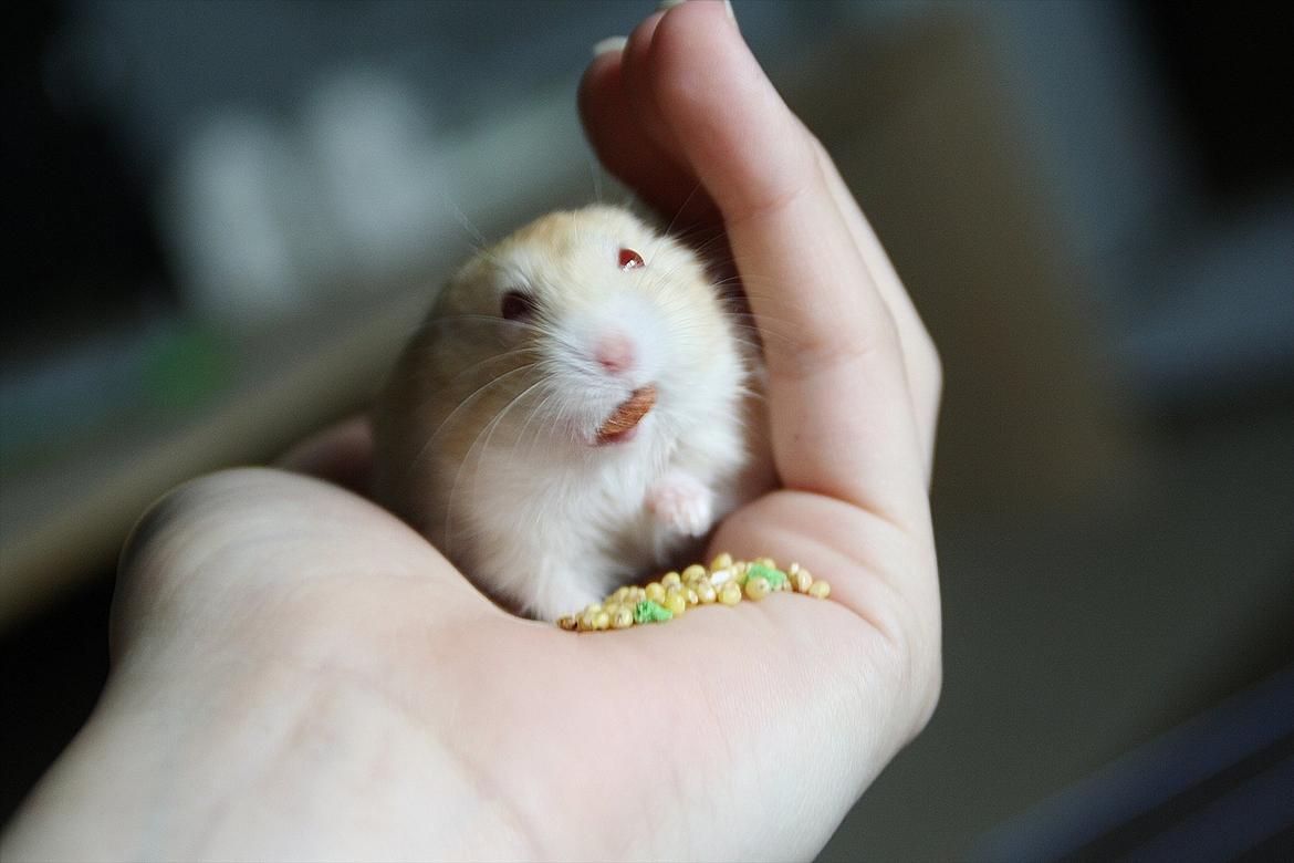 Dværghamster Shakespeares Juliet billede 16