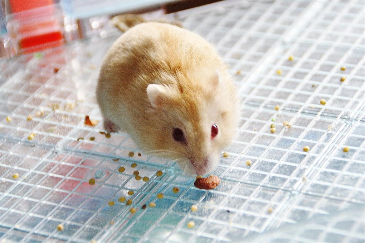 Dværghamster Shakespeares Juliet billede 18