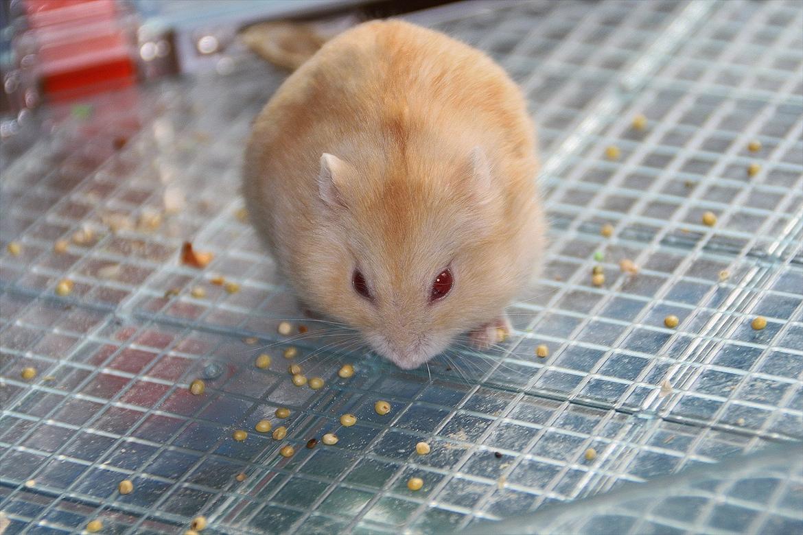 Dværghamster Shakespeares Juliet billede 19