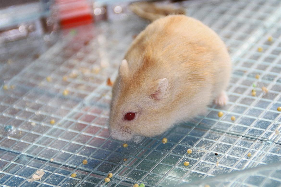 Dværghamster Shakespeares Juliet billede 20