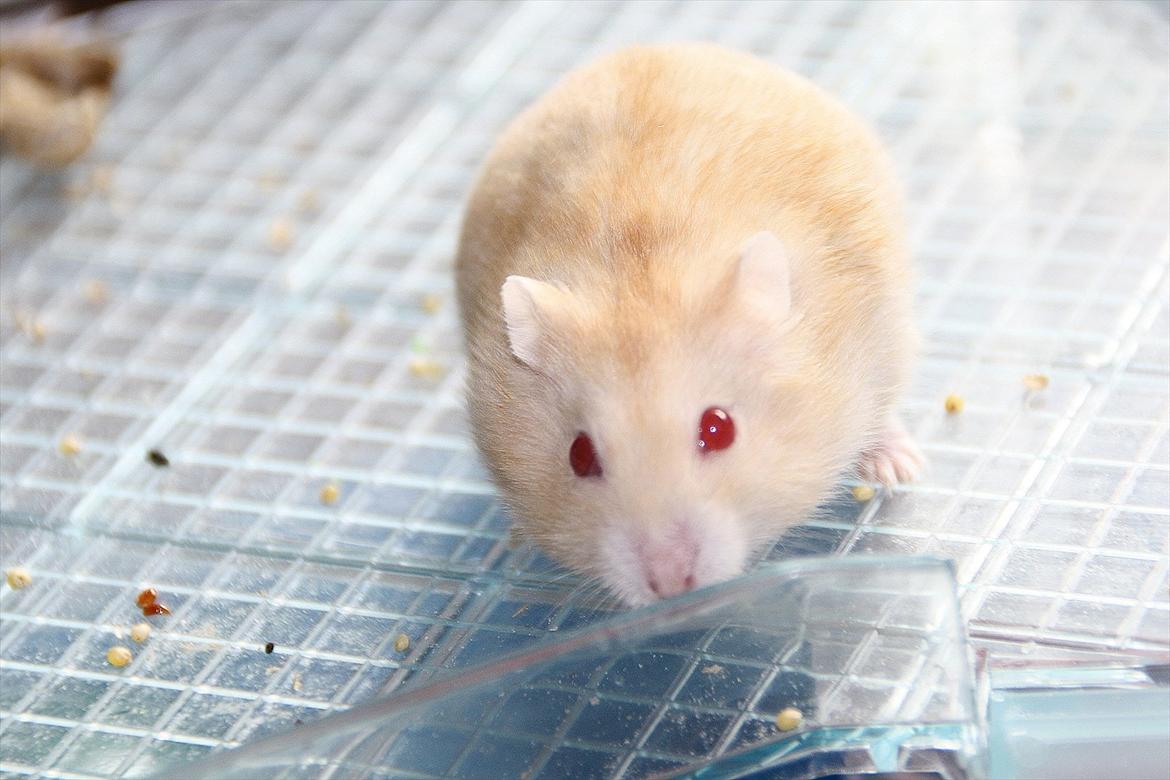 Dværghamster Shakespeares Juliet billede 11