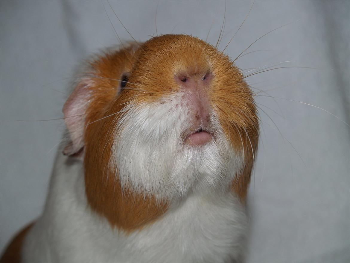 Marsvin Chili billede 13