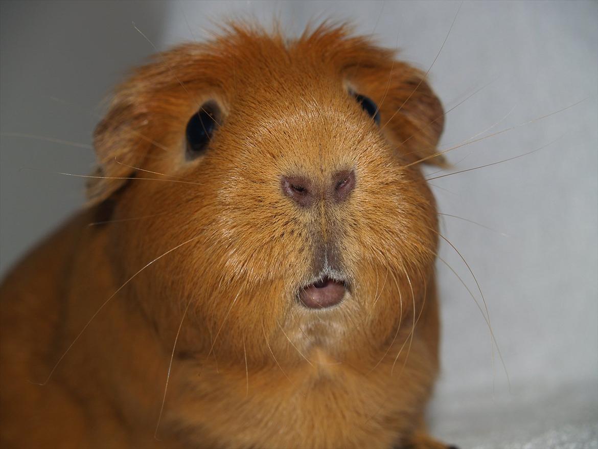 Marsvin Didi billede 14