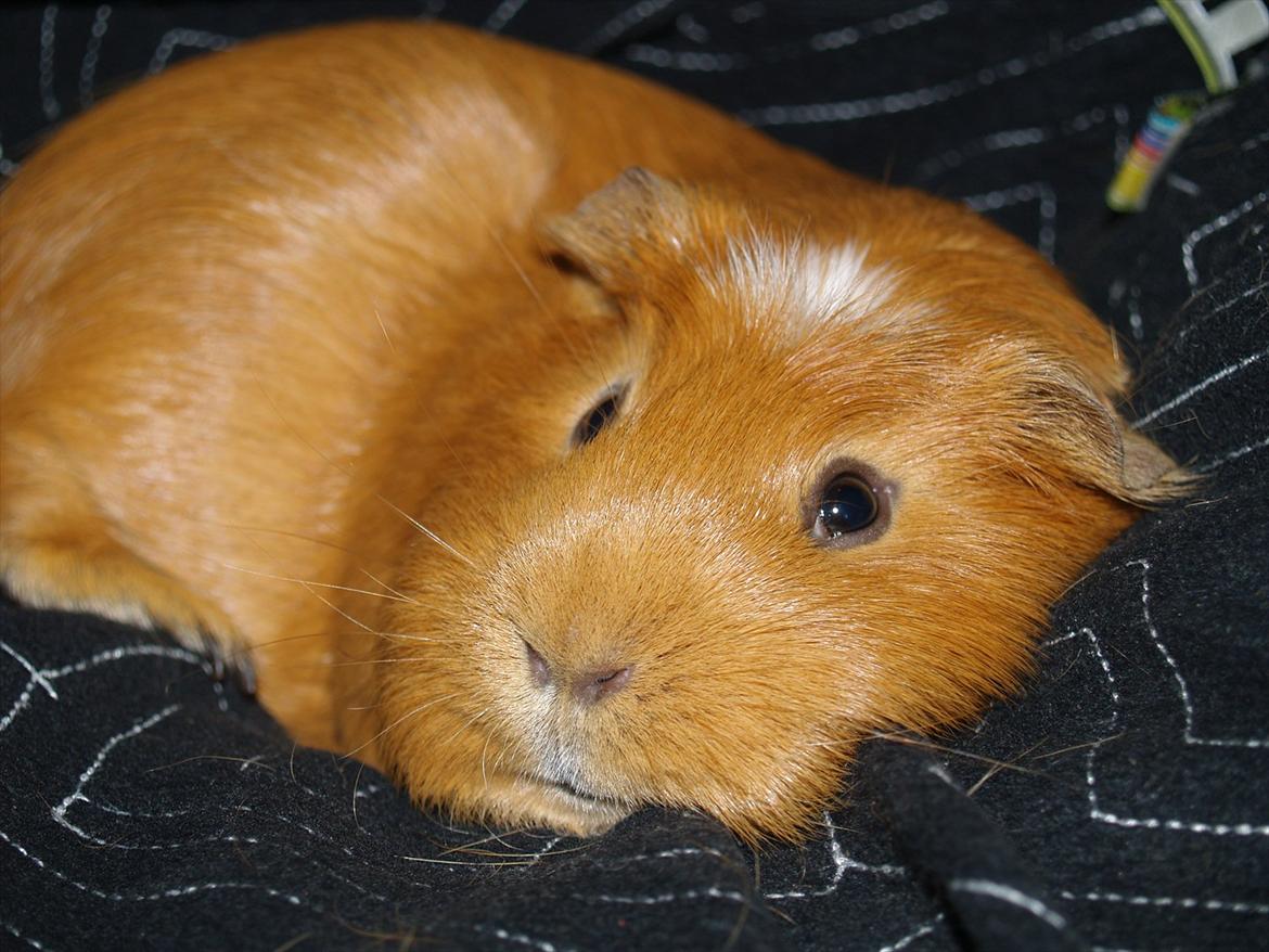 Marsvin Didi billede 16