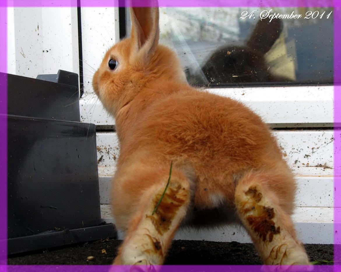 Kanin Unavngivet - Puttetrolden <3 *SOLGT* billede 20