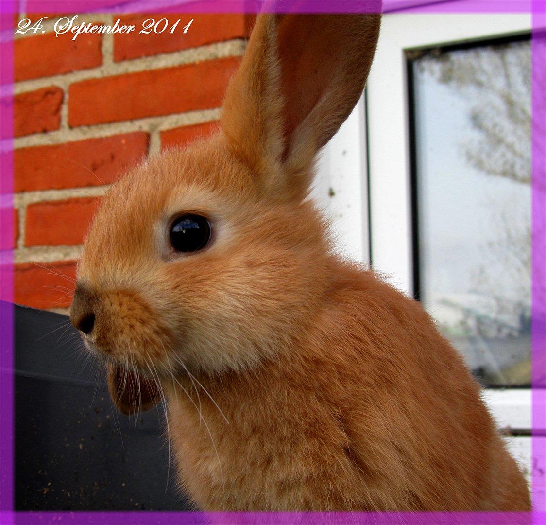 Kanin Unavngivet - Puttetrolden <3 *SOLGT* billede 1