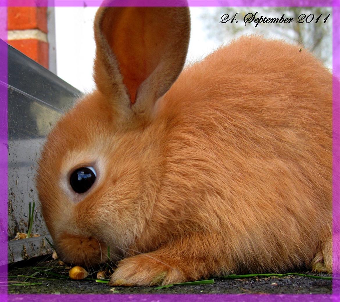 Kanin Unavngivet - Puttetrolden <3 *SOLGT* billede 10