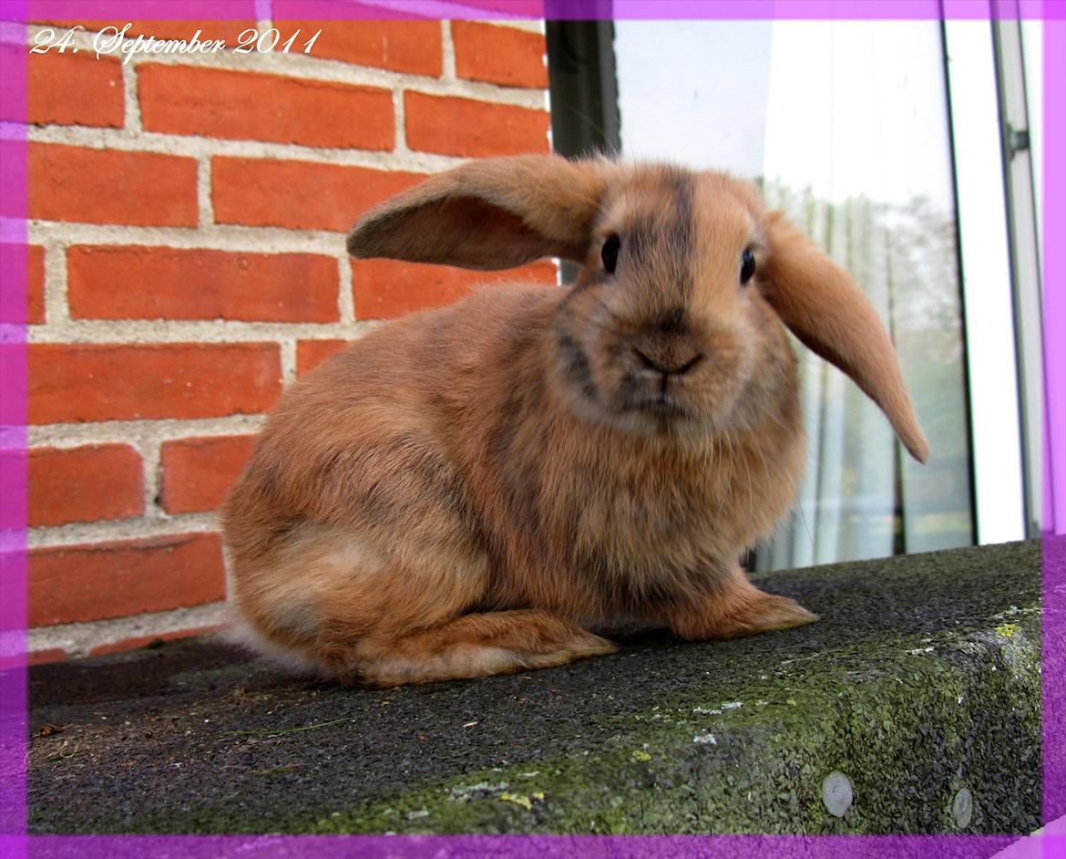 Kanin Batgirl billede 12